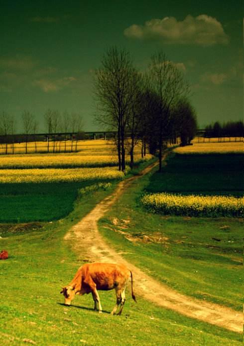 苏轼描写景色的整首诗,苏轼关于人生经历的诗