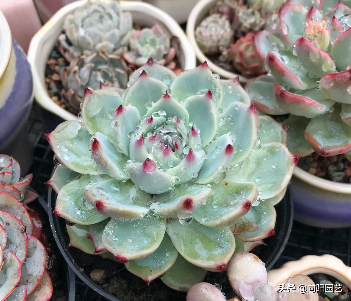 网上的多肉买回家，先要控形，不要着急养大，适应环境是关键