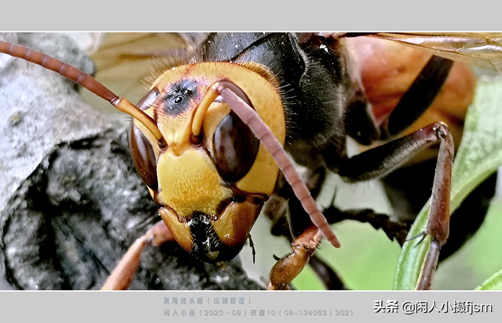 昆虫摄影技巧与方法,蜂蛾拍摄技巧