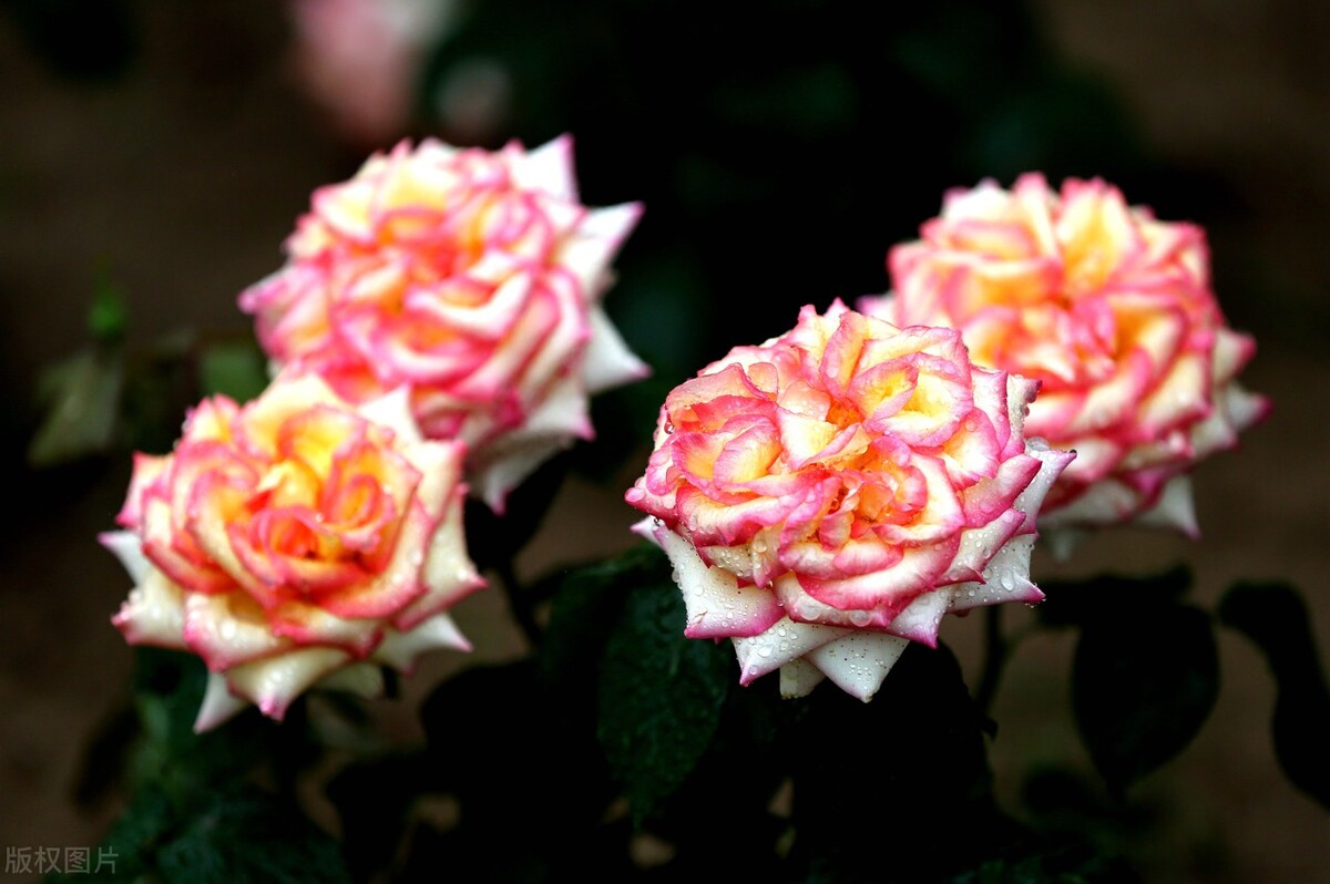 送花100个常识,送花常识