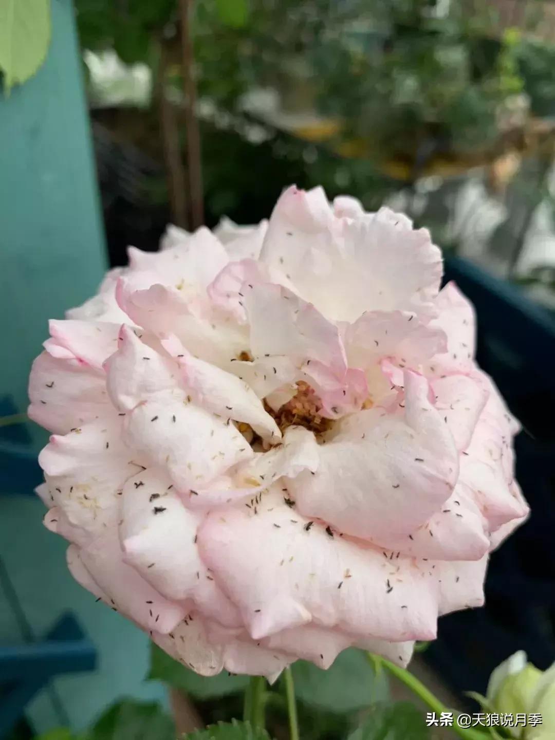 秋季月季突然枯萎是怎么回事,月季花朵未开就干枯了是怎么回事