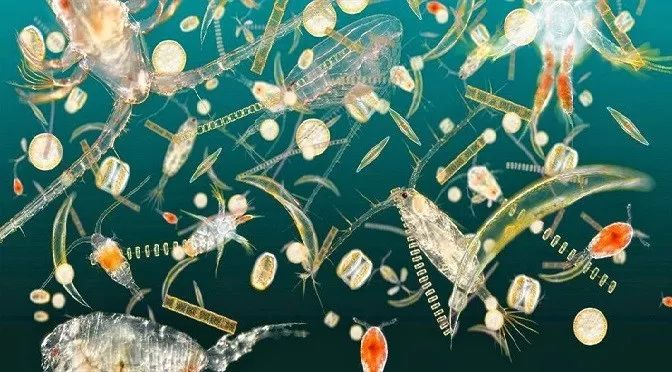 吃我：海藻对你有八个好处