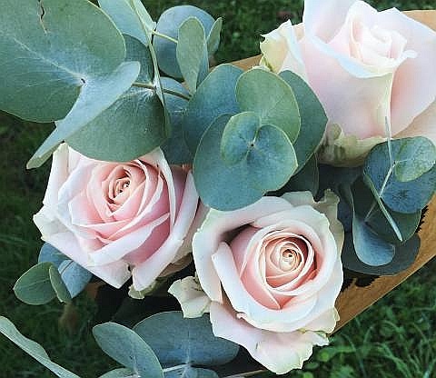 切花火焰月季,适合新手的切花月季