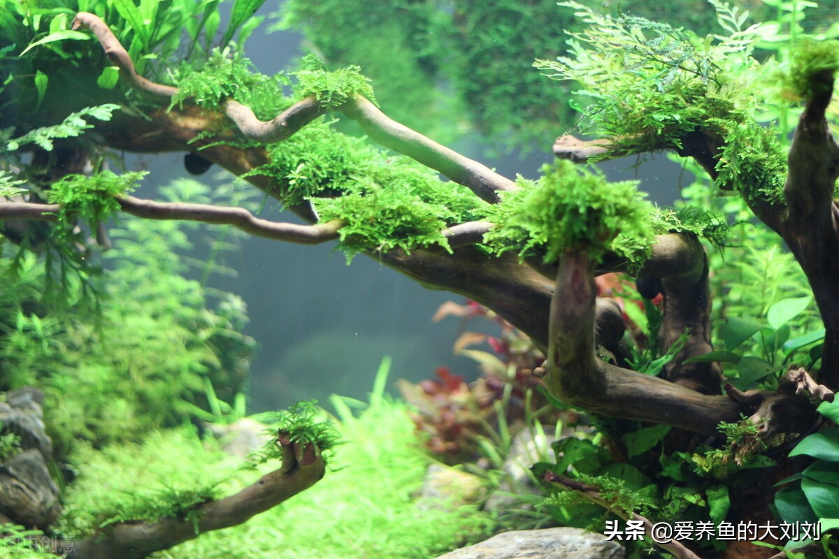 鱼缸紫外线杀菌灯有效范围,鱼缸水发绿用uv杀菌灯多久见效