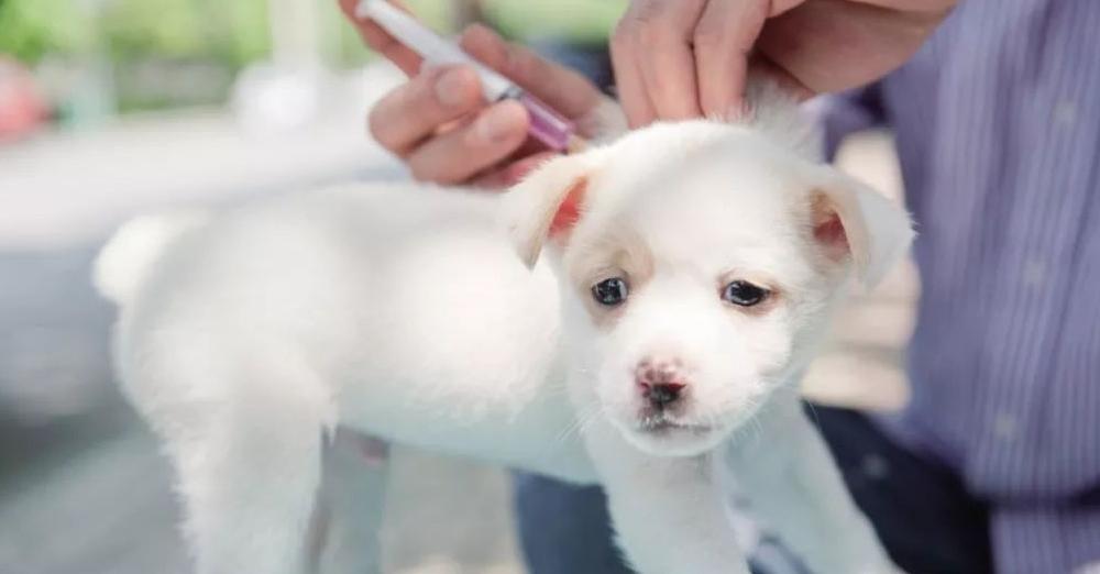 犬窝咳狗狗不吃不喝怎么办,狗狗得了犬窝咳可以带它出门吗