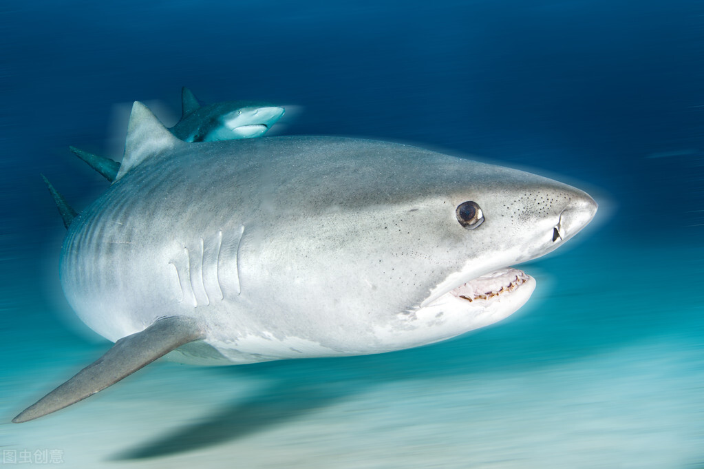 如果你在游泳的时候遇到巨齿鲨,如果你在游泳时遇到鲨鱼袭击你