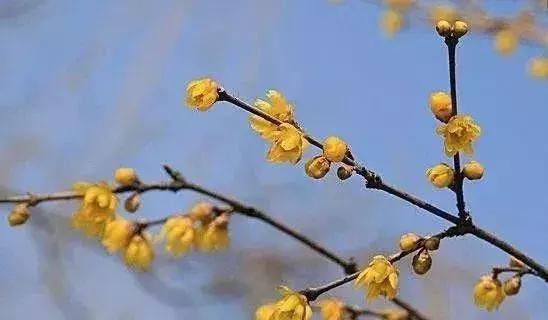 苗木种类名称大全,绿化中的苗木代号