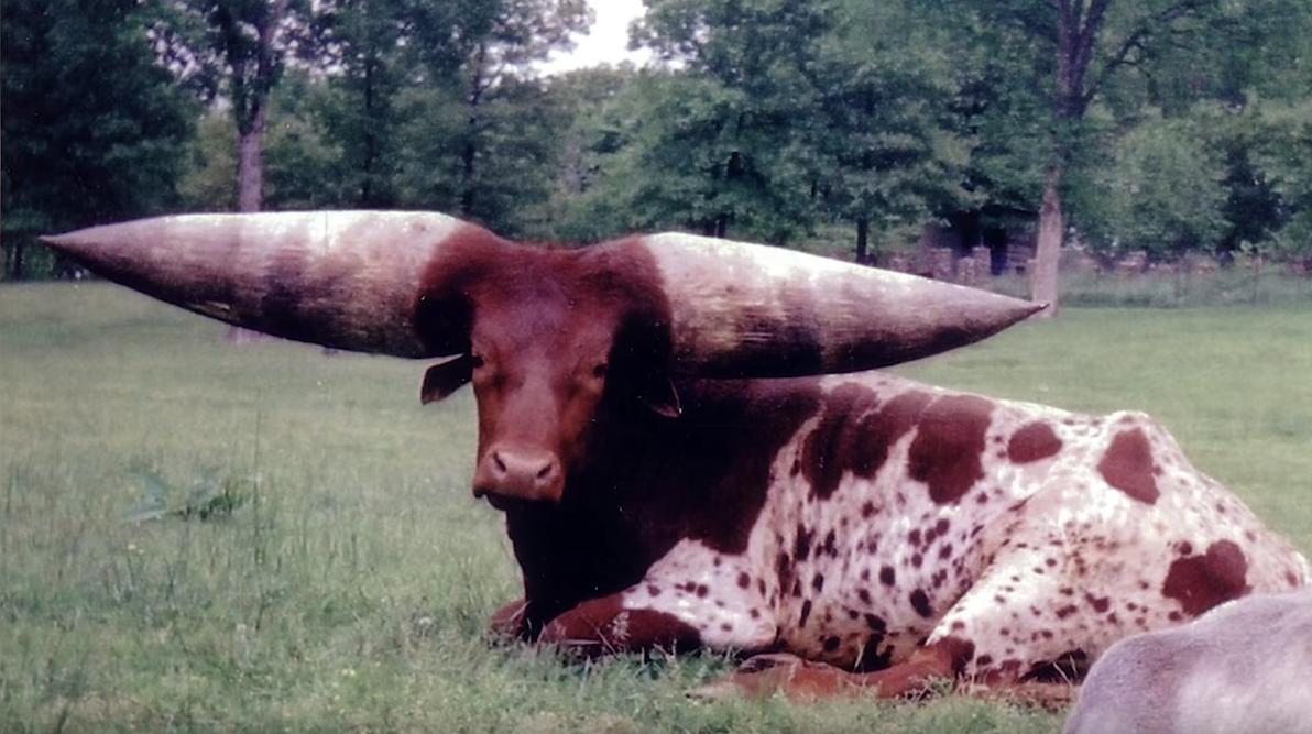 给牛身上开洞,牛身上的洞是怎样开的