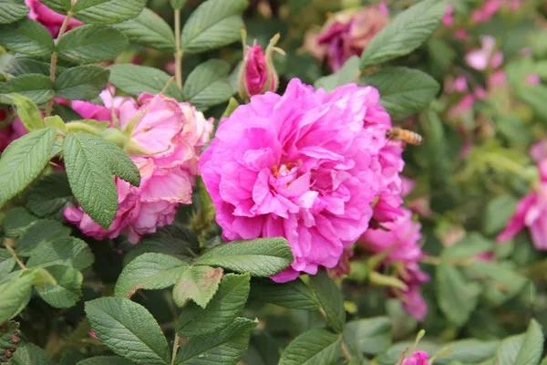 玫瑰和月季功效的区别,玫瑰和月季花托的区别图解