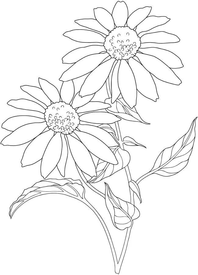 白描花卉线稿初学者,100幅白描花卉图片