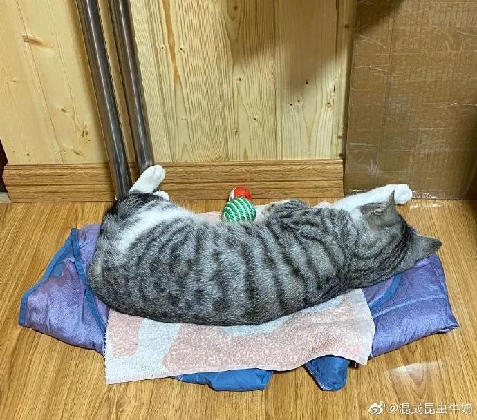 猫咪患上怪病久治不愈生命垂危,医生:打一顿就好了!