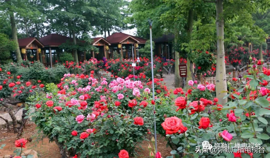 弥勒湖泉水乐园,弥勒水上乐园温泉