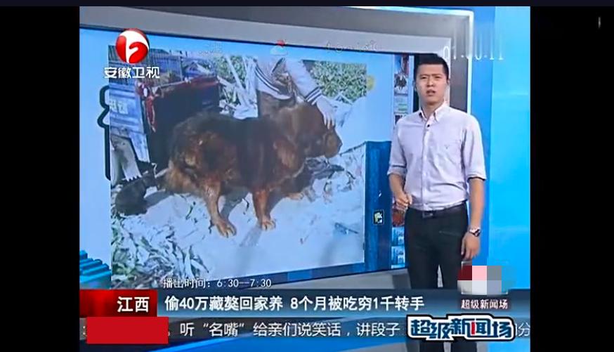 藏獒变流浪狗,藏獒从一条换北京两套房