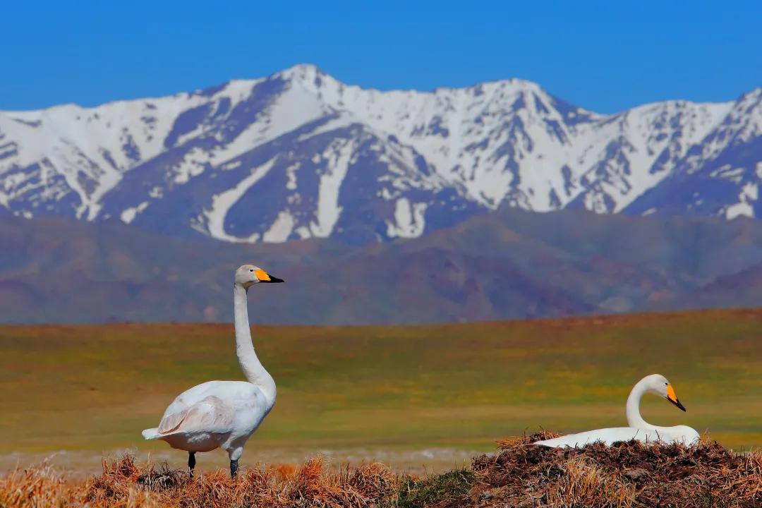 塔城最好旅游季节,塔城好去处