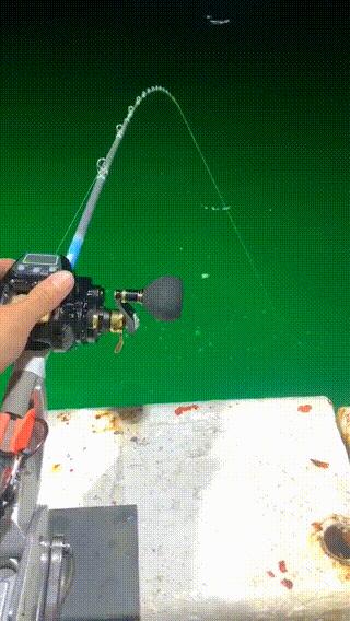 带鱼串钩用几号主线,岸边串钩钓带鱼教学