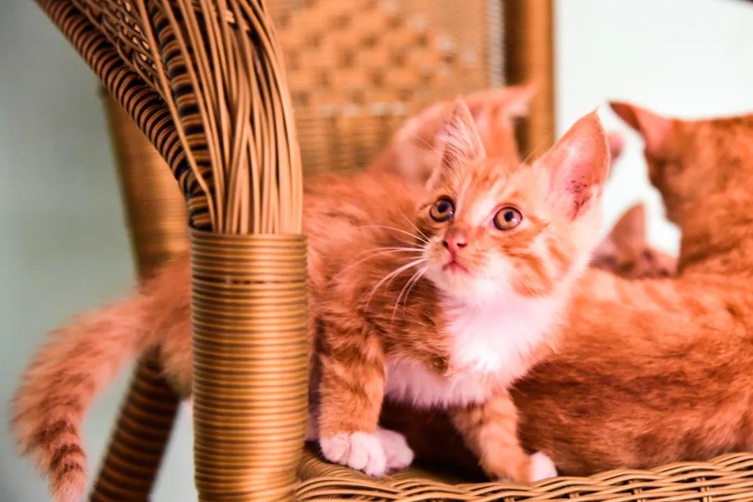 乡党委书记亲自为全乡农产品代言,村书记为家乡农产品代言