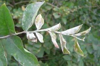 玫瑰白叶病怎样处理,玫瑰黑斑病最佳治疗方法