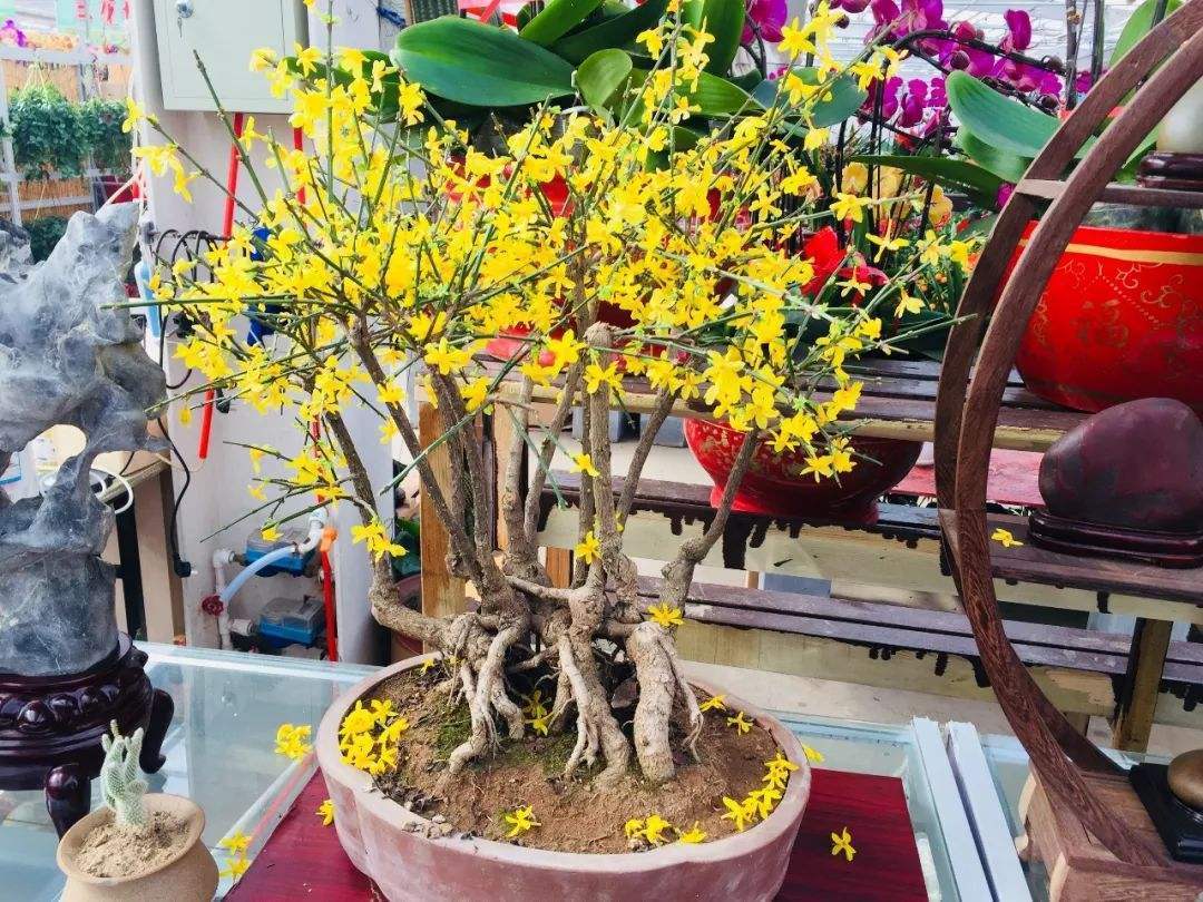 迎春花怎么养才能长得好看,迎春花怎么养才能更旺盛