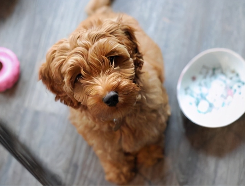 投喂狗狗的后果,喂食狗狗的禁忌