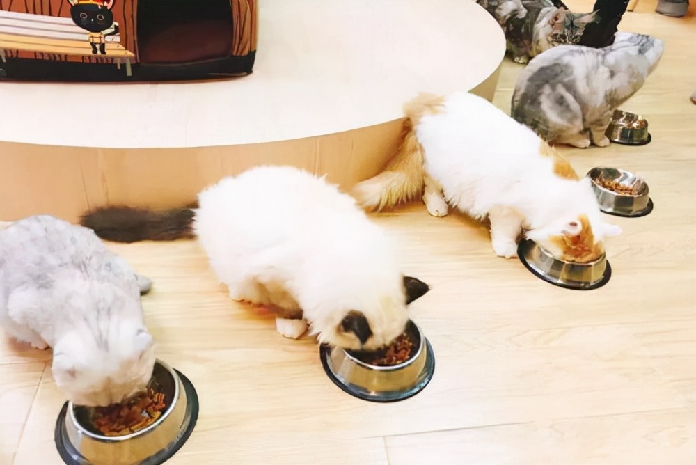 养猫经验猫咪闭尿的原因,养猫经验猫便秘会导致尿不出来吗