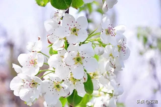最好的梨花诗10首,关于梨花的优美诗句50字左右
