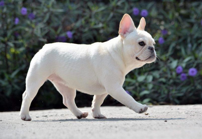 法斗犬喜欢叫吗,法斗犬讨人嫌