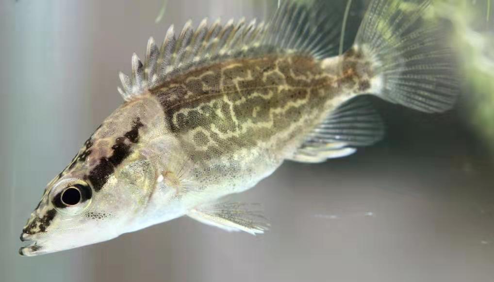 泰国虎鱼养殖价格,泰国虎鱼用多大缸养