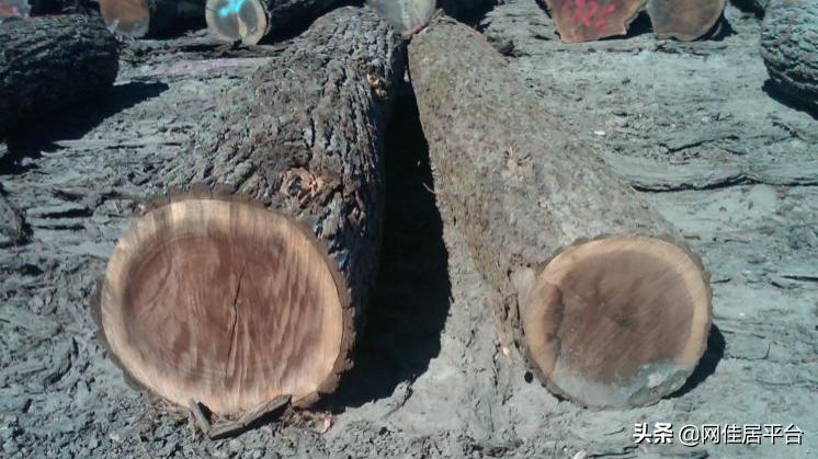 黑胡桃与楸木区分,楸木家具与北美黑胡桃有什么区别