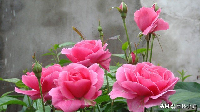 十大名花及其花语,世界上十大名花的花语