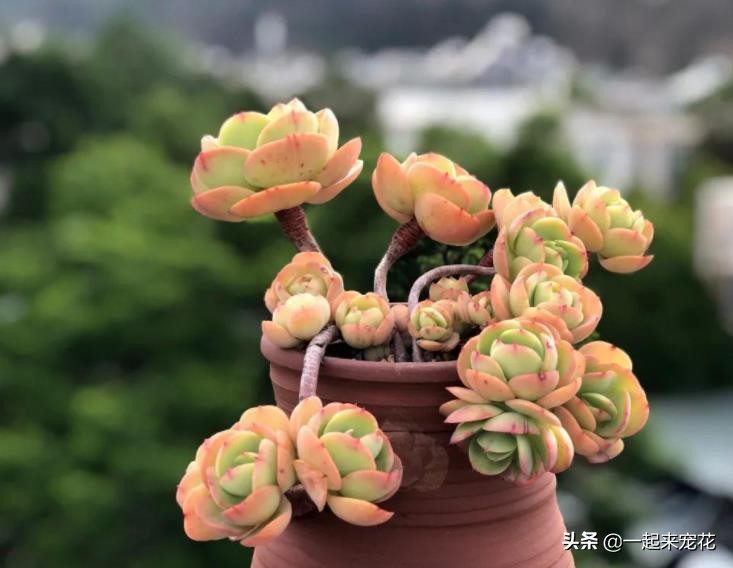 多肉碧桃叶心像生锈了怎么回事,多肉碧桃叶子干瘪如何泡水