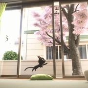 黑猫鲁道夫真人版,黑猫鲁道夫