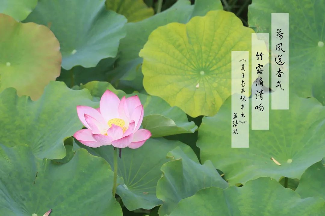 赏荷100首荷花短诗,一起赏荷花的诗词歌赋