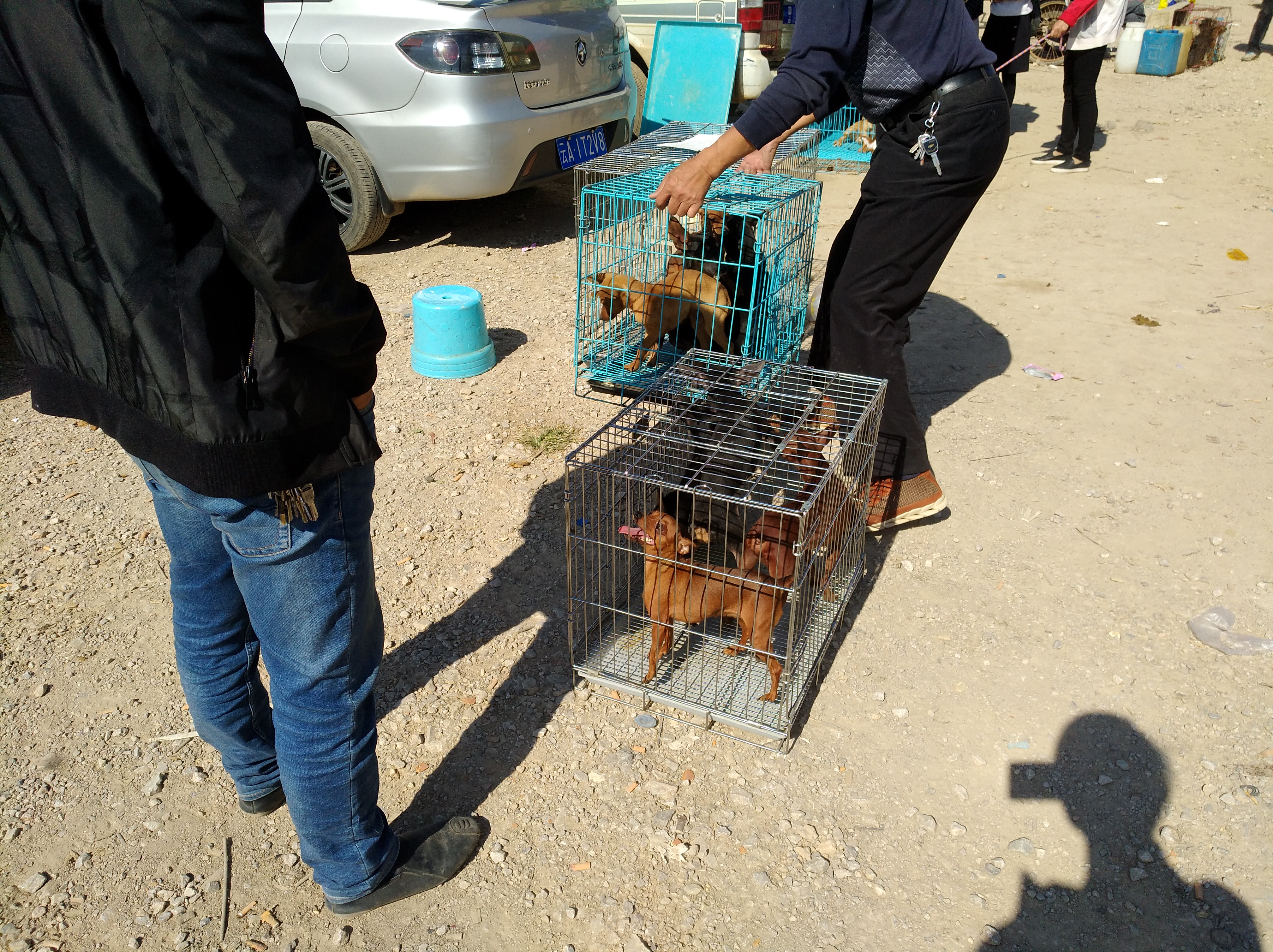 选择正规宠物托运公司,在网上买宠物狗测评可靠吗