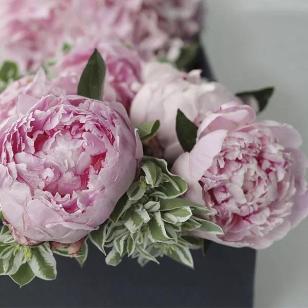 每日送花花语,花语大全送花的讲究