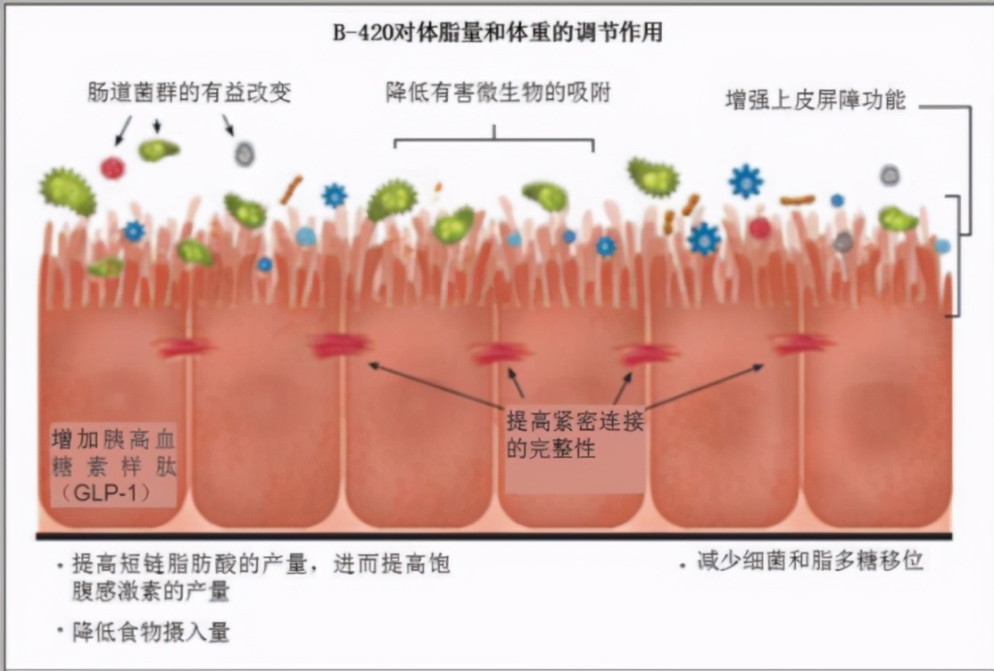 益生菌那么多，不同菌种效果各异，看看功能医学是如何指导使用