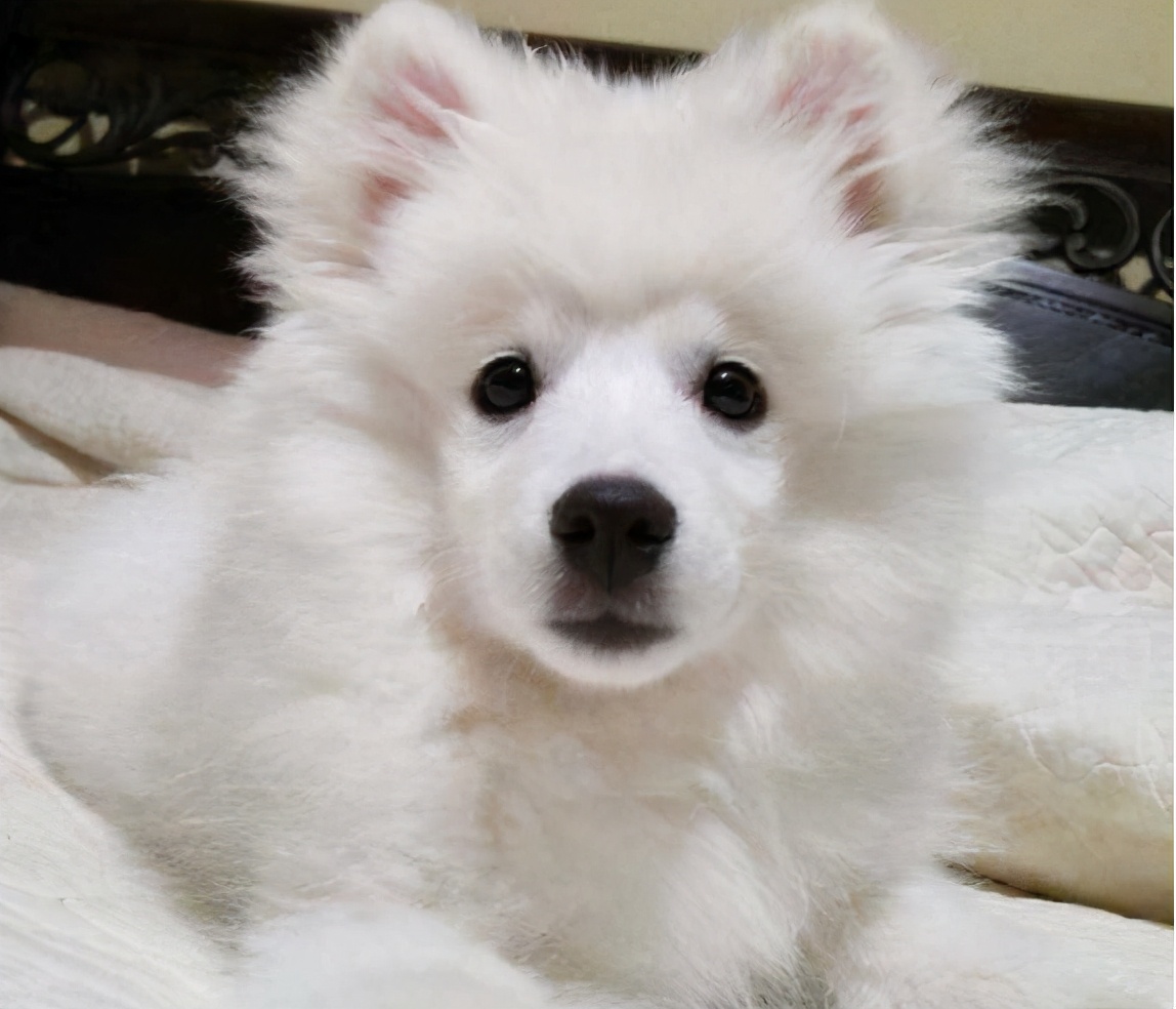 为什么狗狗局部不长毛了,狗狗迅速消瘦怎样补营养