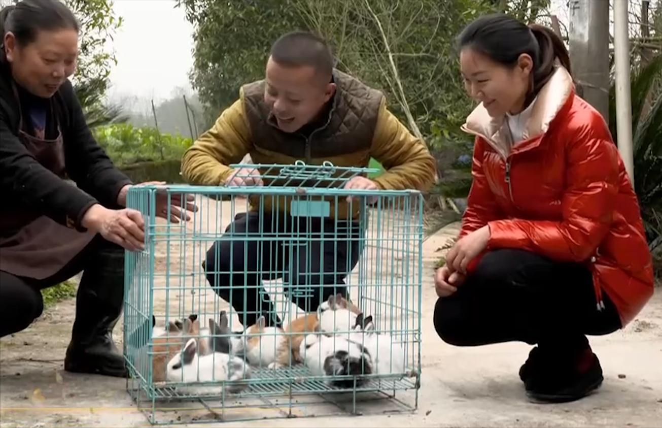 农村小伙养巴哥犬一年赚10万,小伙开宠物乐园年赚1800万