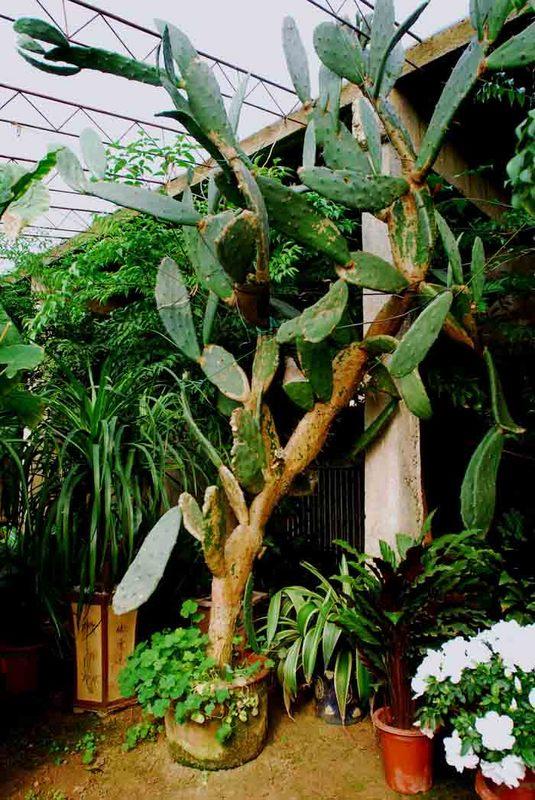 院子里种棵“仙人树”，花开香气飘飘，果熟收获满满