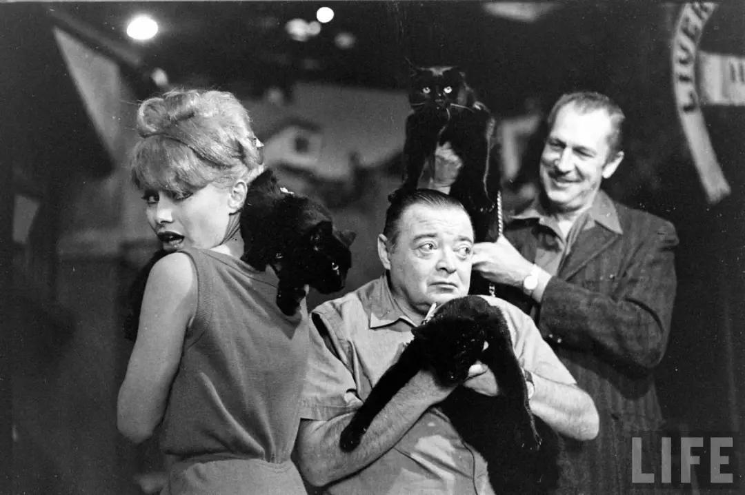 黑猫不吉利是谁说的,黑猫不吉利是真的吗