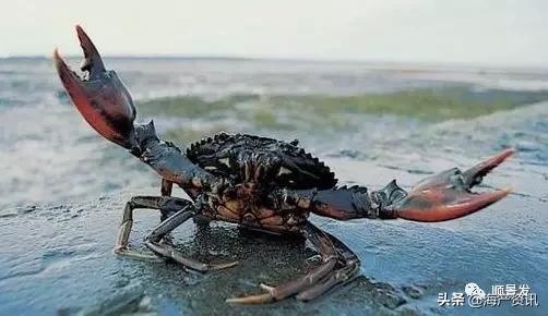 春节必买的海鲜,一年四季海鲜怎么选