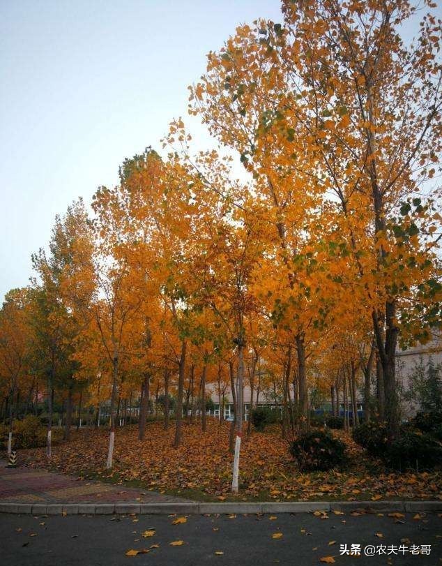 男性结扎了妻子还会意外怀孕吗,老婆结扎后意外怀孕能要吗