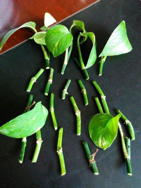 绿萝扦插方法和注意事项,绿萝的扦插方法和注意事项有哪些