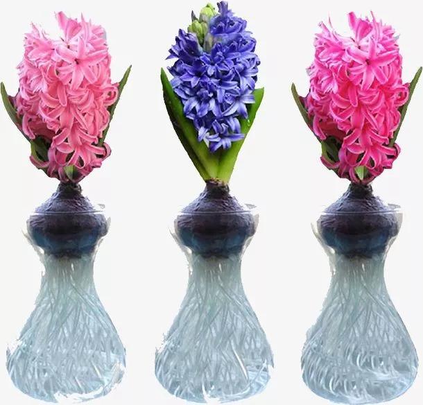 风信子烂根快速解决办法,水培风信子种球怎么处理