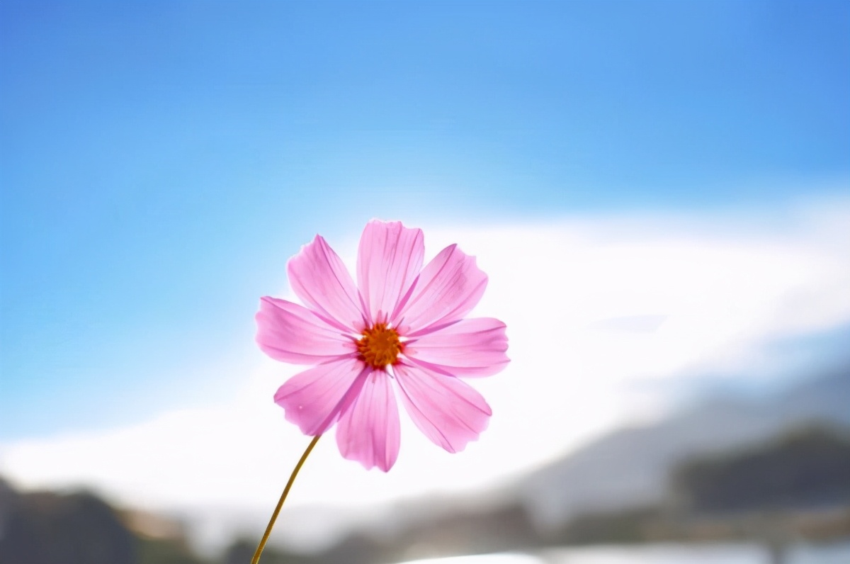 《小狗钱钱》：何以解忧？养一只会下“金蛋”的“鹅”最靠谱