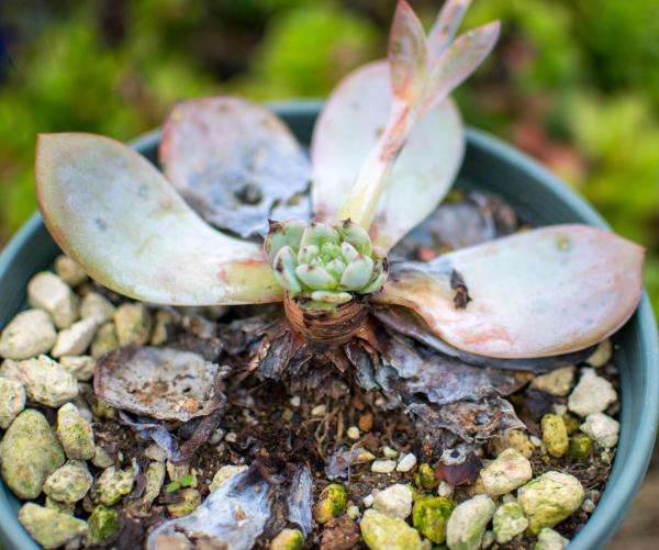 多肉植物黑死病怎么治,多肉腐黑了怎么救活