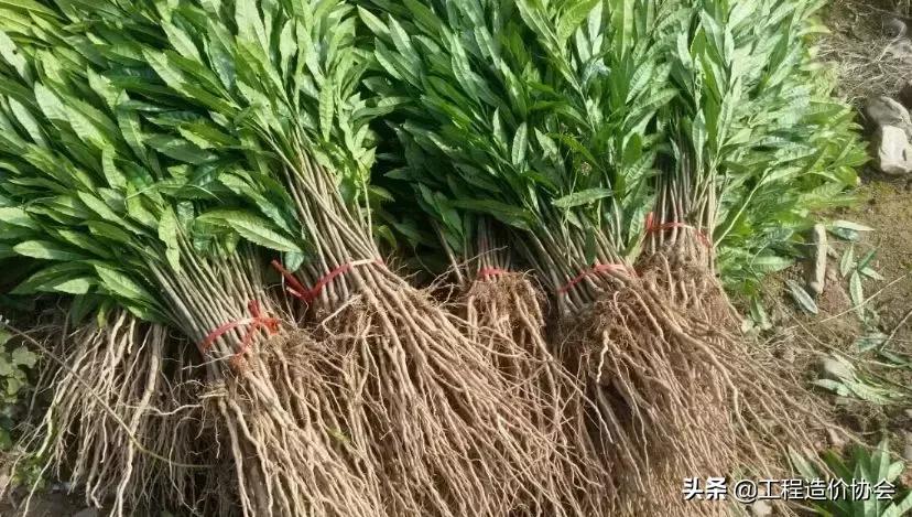 苗木价格及投资价值,苗木预算价格组成