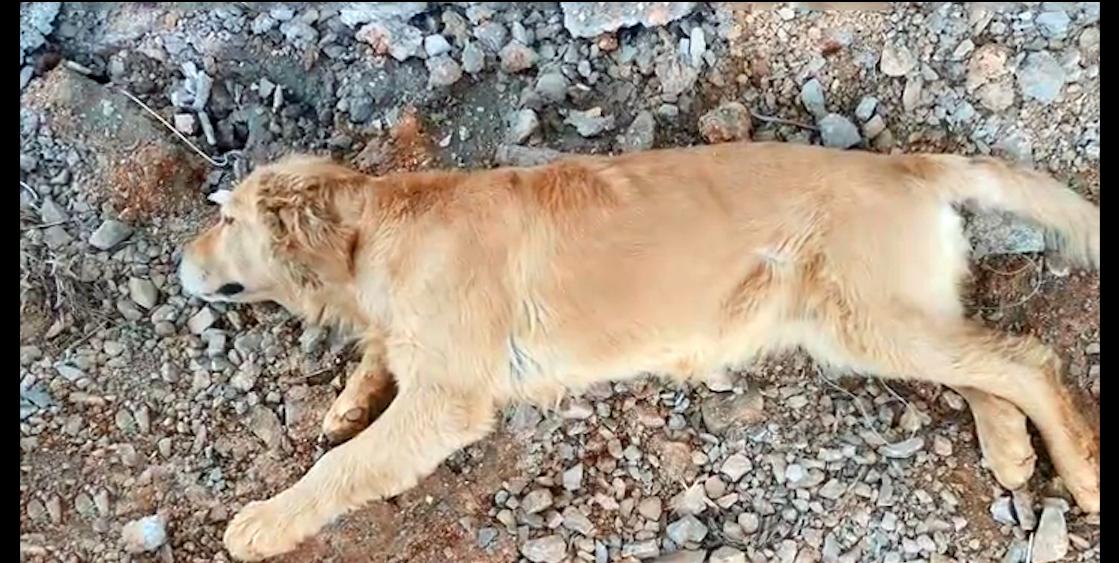 金毛癫痫自愈,金毛被好心人救