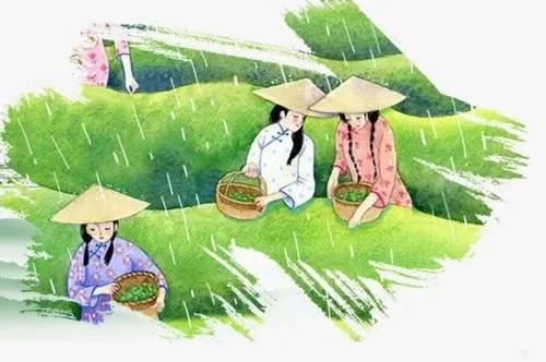 今日谷雨泡一杯谷雨茶,谷雨茶和香椿的区别