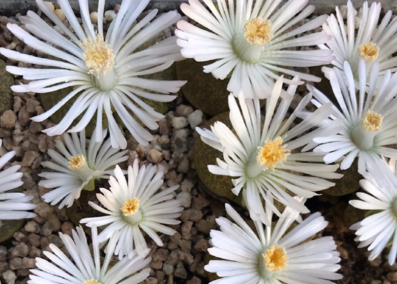 生石花样貌平平，花朵却好看，春天到了养起来