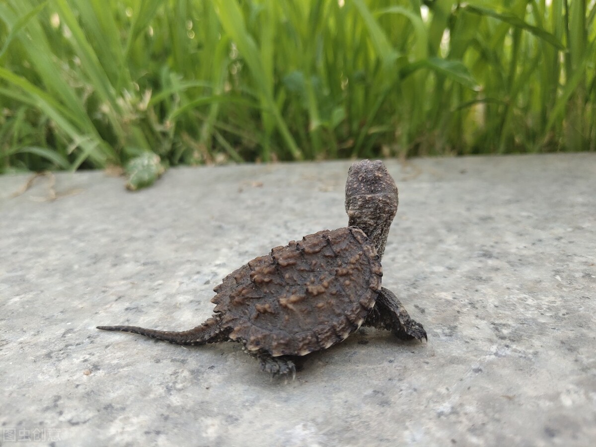 小山村池塘中放生鳄龟，多年以后成了神秘的存在